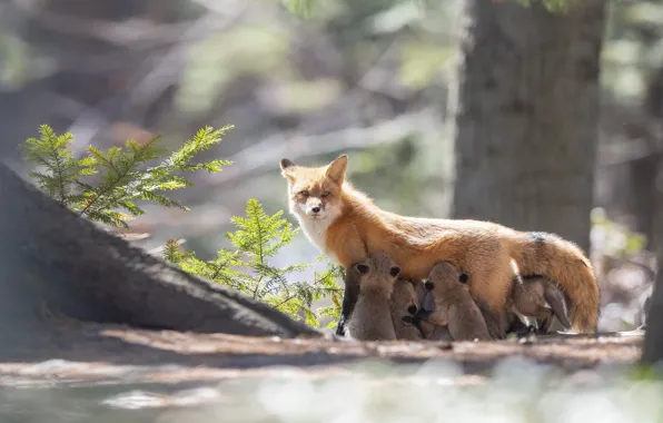 Trees, nature, Fox, Fox, needles, mother, cubs, brood