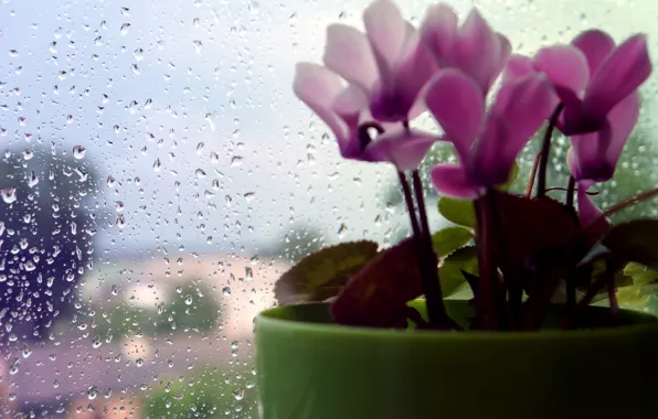 Flower, rain, macro, drops
