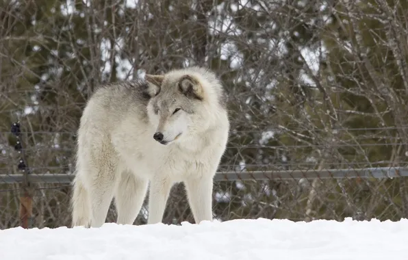 Nature, predator, animal, wolf, wildlife, portrait, portrait., Canis lupus. face