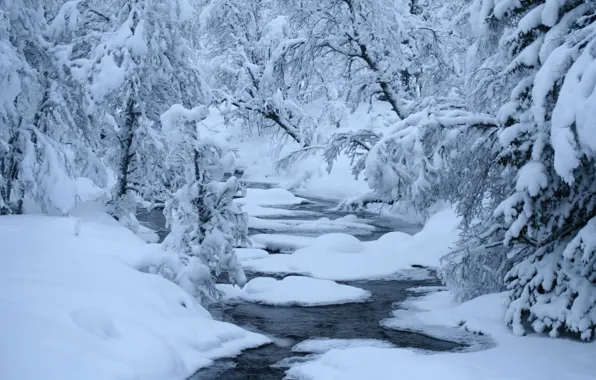 Picture winter, forest, snow, river, polynya, Rapids