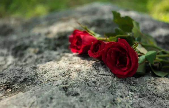 Flowers, bouquet, Stone, Roses, buds