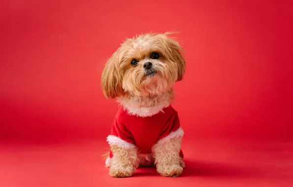 Picture Red aesthetic, Shih Tzu, Cute dog