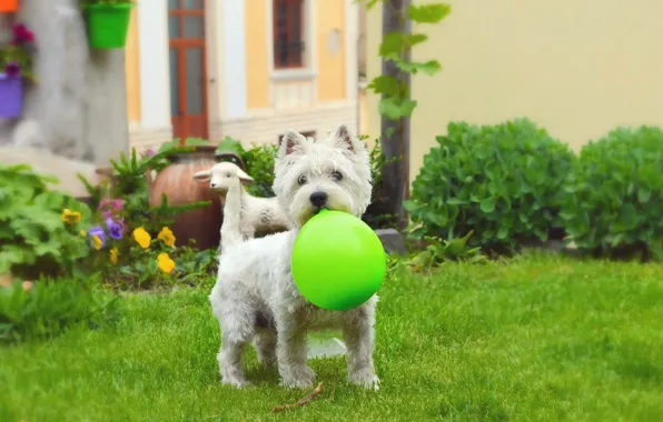 Grass, Ball, Dog, Dog, Grass, a balloon, The West highland white Terrier