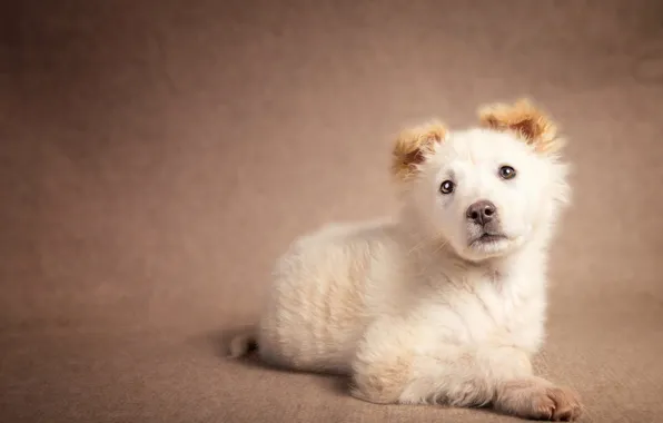 Picture look, pose, background, dog, baby, puppy, lies, beige