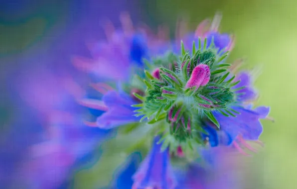 Flowers, nature, plant
