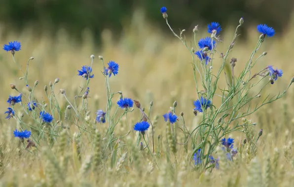 Picture field, summer, flowers, blue, blue, glade, ears, cereals