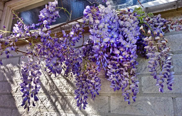 Light, flowers, branches, house, wall, window, shadows, bricks