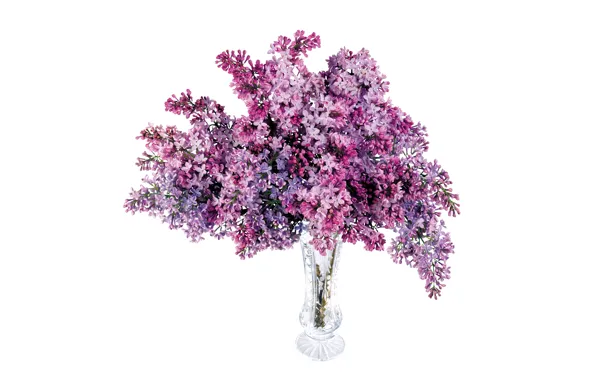 Bouquet, white background, vase, lilac