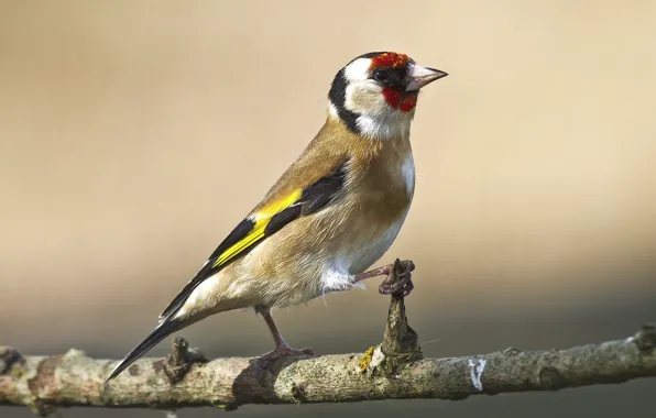 Background, bird, branch, bird, goldfinch