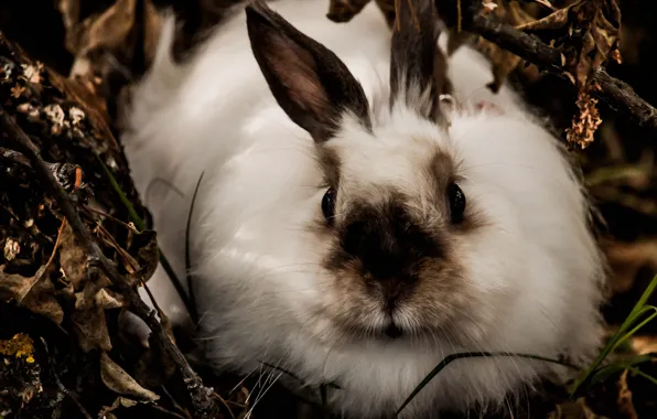 Look, branches, nature, foliage, hare, rabbit, lies, face