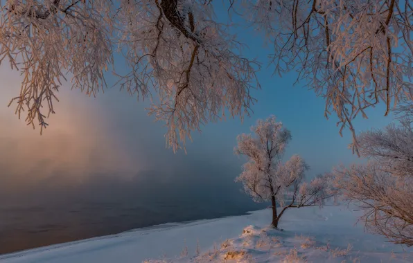 Picture winter, frost, snow, trees, morning, frost, Russia, Khakassia