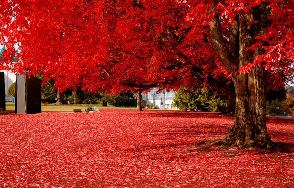 Autumn, leaves, landscape, tree, beautiful, red