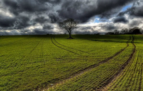 Field, trees, landscape