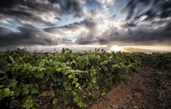 Field, the sky, landscape