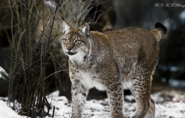 Look, face, predator, walk, lynx