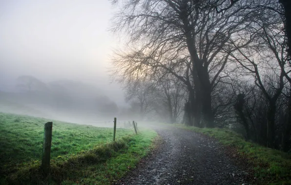 Road, nature, fog