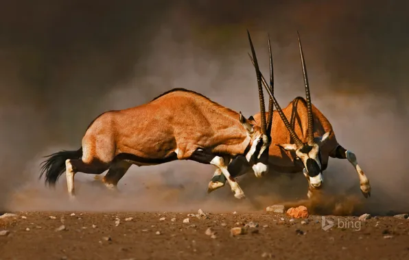 Picture horns, Africa, Namibia, tournament, Etosha National Park