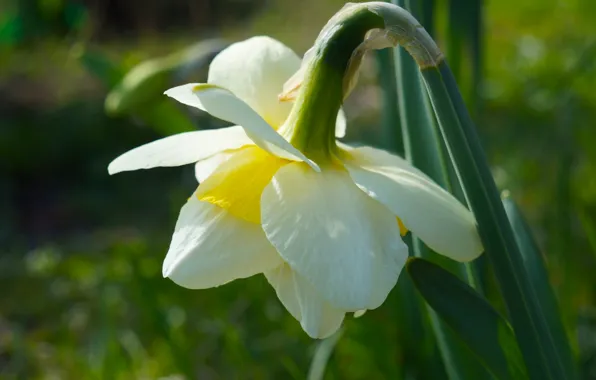 Flower, spring, narcissus, blooming