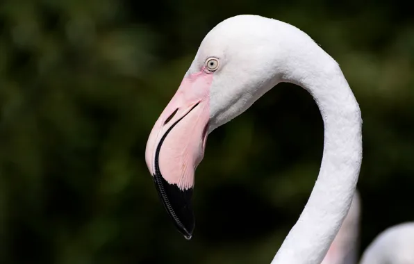 Look, birds, beak, Flamingo, photo hunting
