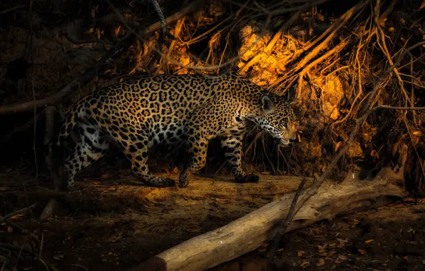 Picture light, branches, nature, Jaguar, log