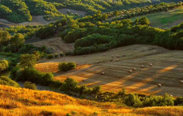 Field, autumn, forest, grass, light, trees, view, hay