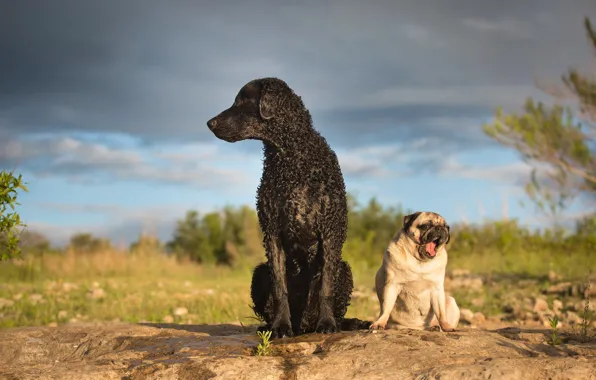 Picture dogs, Pug, Curly, Curtiosity Retriever