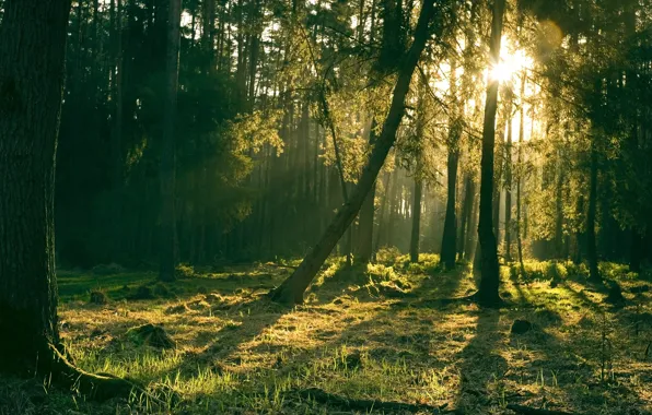 Picture forest, grass, the sun, light, trees, nature