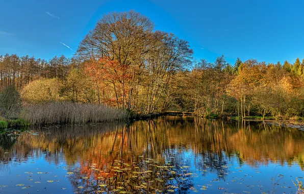 Picture autumn, forest, the sky, trees, lake, pond