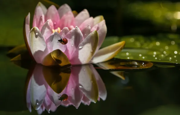 Flower, leaves, water, drops, macro, nature, reflection, ladybug