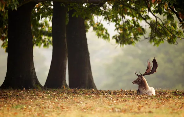 Autumn, leaves, trees, Deer, animals