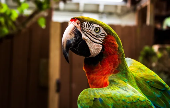 Look, green, house, background, bird, yard, parrot, Ara