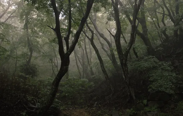 Picture forest, trees, nature, Korea