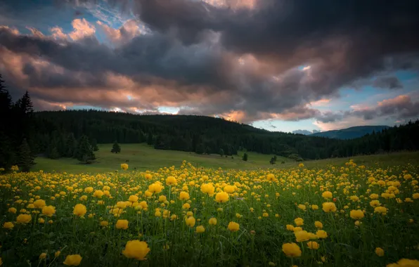 Picture landscape, flowers, clouds, nature, hills, forest, meadows