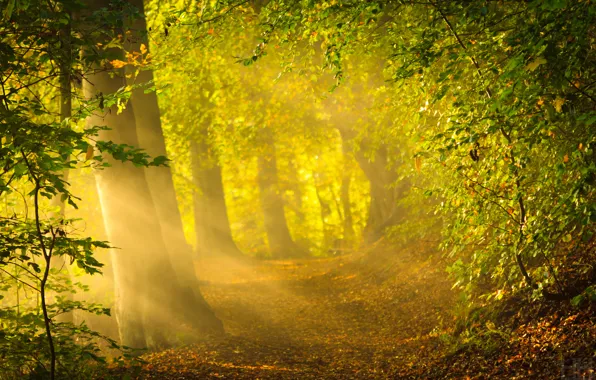 Picture forest, the sun, rays, trees, nature, bright light, foliage, morning