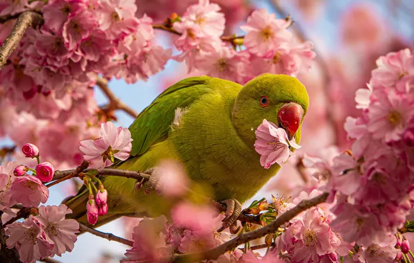 Flower, flowers, branches, green, tree, bird, spring, Sakura