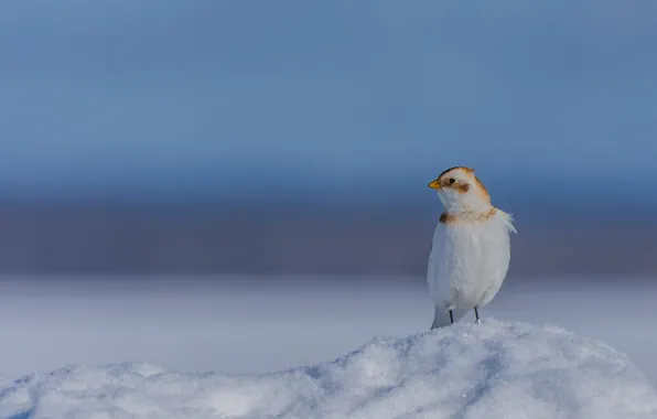 Snow, background, bird, Snow Buntings, Snow plantain