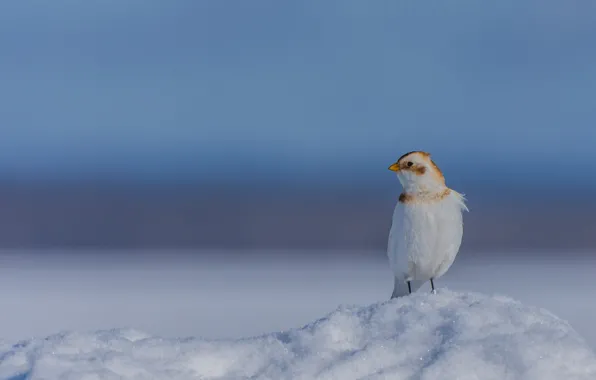 Picture snow, background, bird, Snow Buntings, Snow plantain