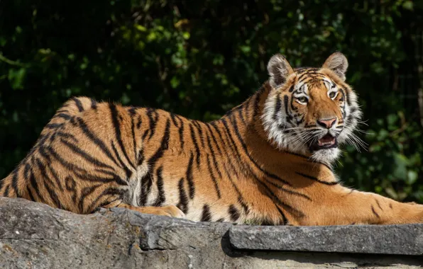 Look, nature, tiger, stones, lies, tiger, young, tiger