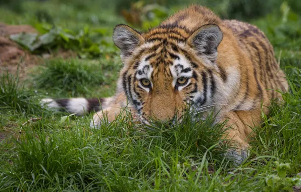 Picture grass, face, tiger, portrait, lies, tiger