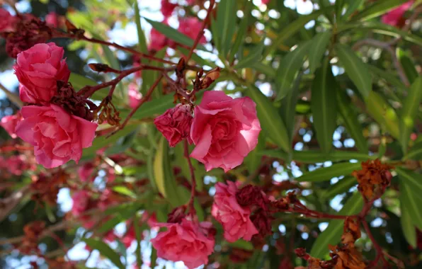 Tree, Leaves, Tree, Leaves, Oleander, Oleander, Flowering plant, Flowering plant