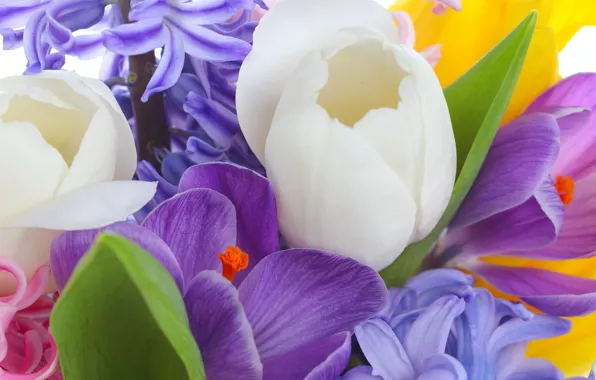 Leaves, flowers, beauty, bouquet, petals, purple, crocuses, tulips