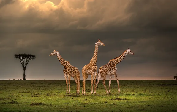 Field, the sky, clouds, clouds, tree, giraffe, giraffes, Savannah