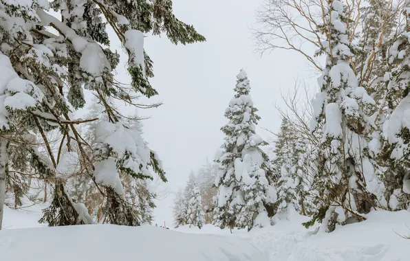 Winter, forest, snow, trees, branches, nature, ate, the snow