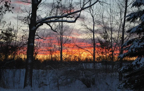 Winter, forest, sunset, december fire