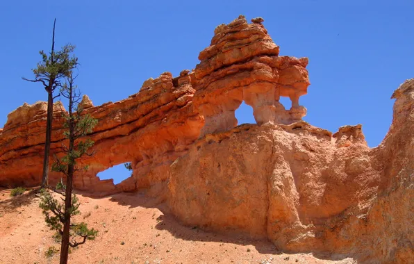 The sky, tree, rocks, Utah, USA, bryce canyon