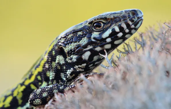 Picture look, moss, portrait, lizard, reptile, motley