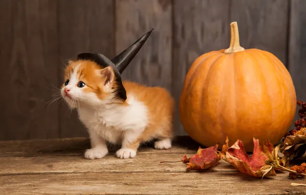 Autumn, cat, look, pose, kitty, pumpkin, Halloween, Halloween