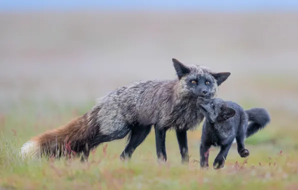 Pose, glade, the game, Fox, Fox, a couple, mom, Fox