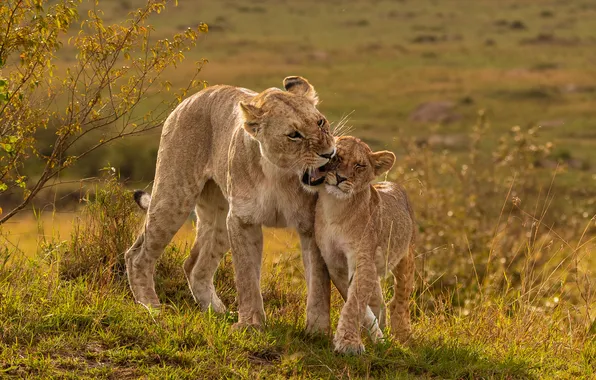 Lions, lioness, lion