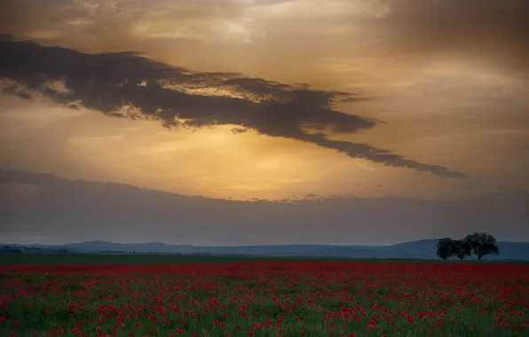 Summer, the sky, clouds, trees, sunset, flowers, fog, Maki